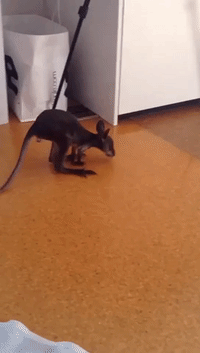 Wallaby Joey Takes Her First Wobbly Steps, Falls Over