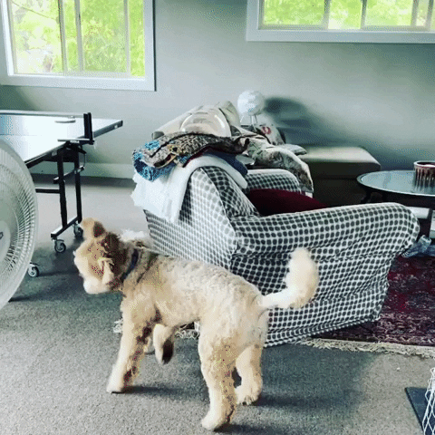 natalieserber giphygifmaker GIF