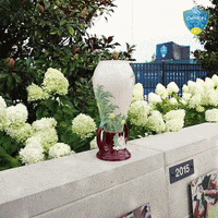 cincytennis tennis cincinnati wta atp GIF