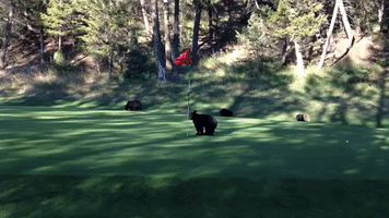 Mischievous Bear Cub Plays With Flag on Golf Course Green
