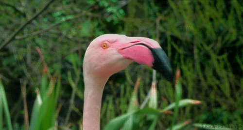 greater flamingo GIF by Head Like an Orange