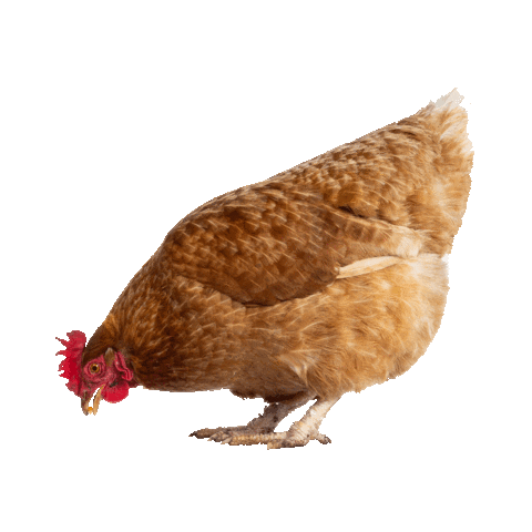 heritagebelize giphyupload chicken hen belize Sticker