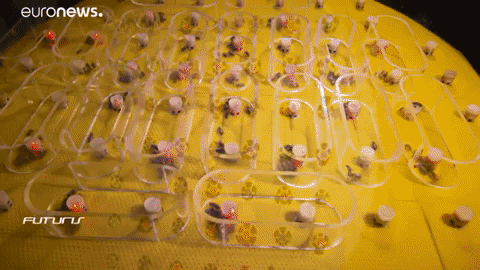 Robots Bees GIF by euronews