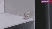 Bbau GIF by Big Brother Australia