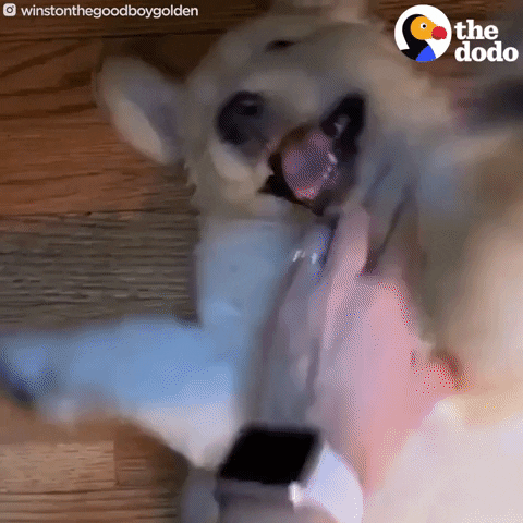 Dog GIF by The Dodo