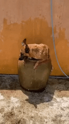 cuteanimalland giphyupload GIF