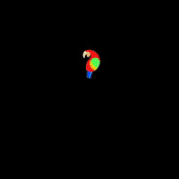 loreandofest lorito GIF
