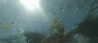 bali GIF