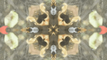 Art Film GIF by jorgemariozuleta