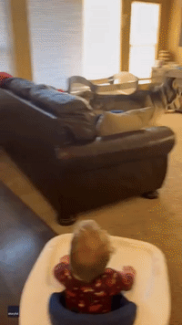 Zooming Husky Has Something to Say About Baby's Calm Demeanor