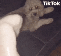 Poodle Wtf GIF by TikTok