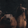 Screaming Wild Love GIF by ENSI
