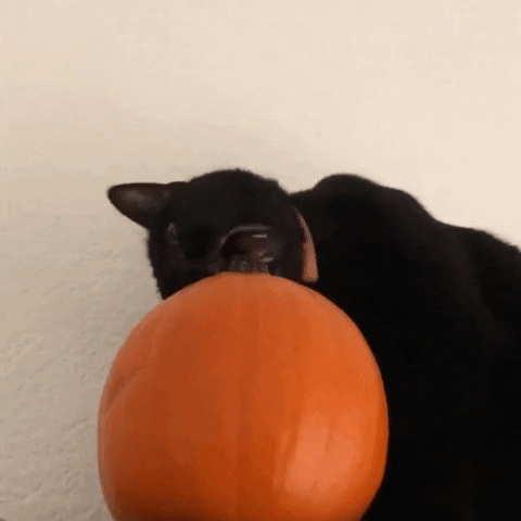 Black Cat Halloween GIF by Triton_CopyWriting