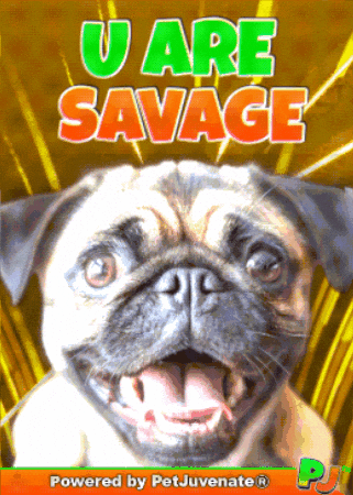 PetJuvenate petjuvenate henlo hooman fren love rescue dogs treatos and woofer for pupper GIF