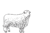 Feeling Cocky Red Wine Sticker by Peltzer Farm and Winery