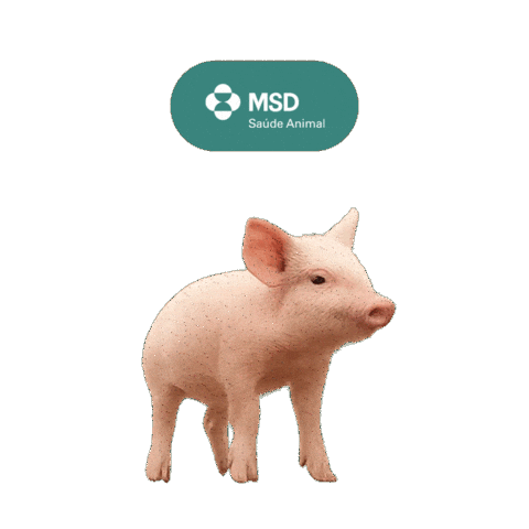 Suinocultura Saudeanimal Sticker by MSD Pecuária Brasil