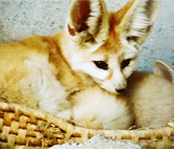 sleepy fennec fox GIF