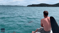 New Zealand Boaters Free Dolphin Tangled in Fishing Nylon