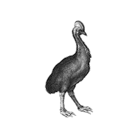 Big Bird Drawing Sticker by The Wild Curiosity
