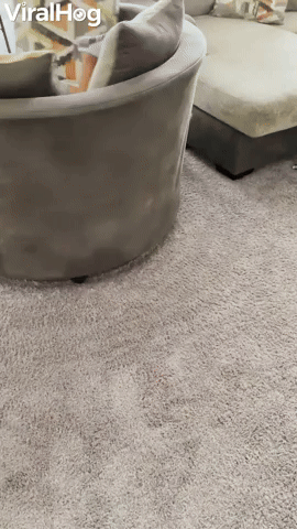 Bulldog Spinning Nephew in Chair