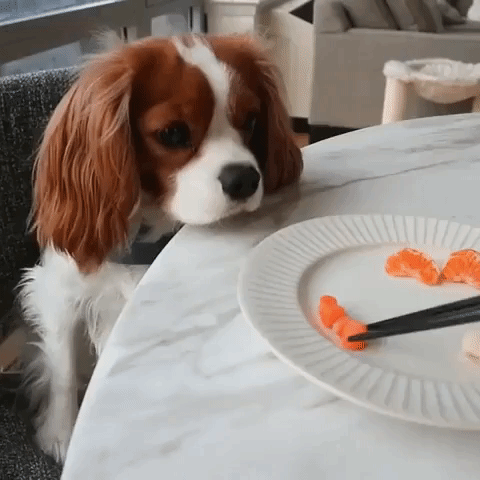 Classy Puppy Is Fed Carrots With Chopsticks