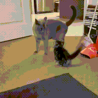cat tail GIF