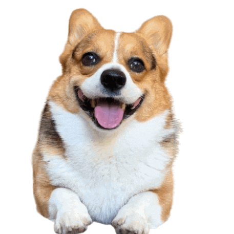 German Corgi Sticker