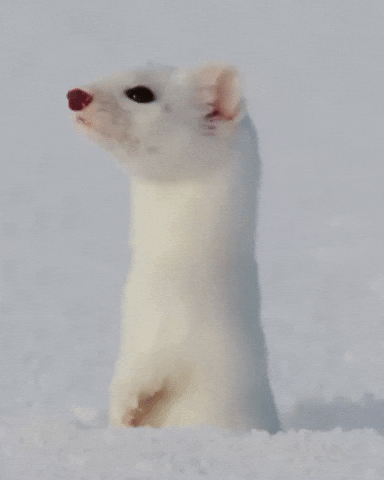 Whats Going On Duck GIF by Respective