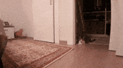 hacettepehaydok cat running reverse odin GIF