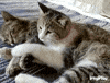 Spoon Wan GIF