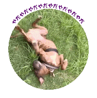 犬 やだ Sticker