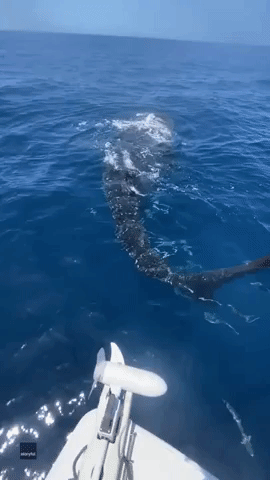 Whale Shark Swims Beside Boat off Florida Coast