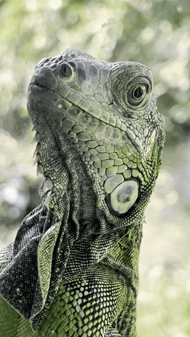 Poza Rica Iguana GIF by EDGARDUDE