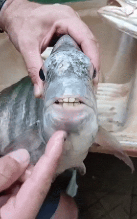 c742c96ae50b453ca3fb75a1c5021c8c giphyupload GIF