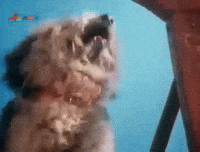 Baby Boomers Boomer Clip