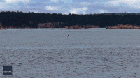 Octopus and Sea Lion Battle it Out off British Columbia