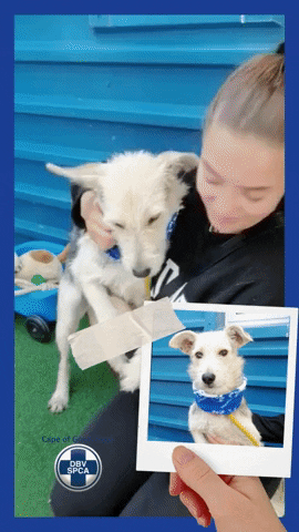 SPCA giphyupload GIF