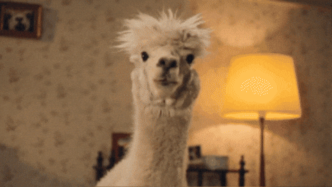 quimmo giphygifmaker alpaca quimmo GIF
