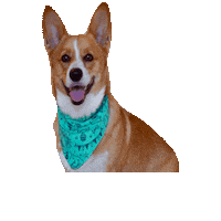 Happy Birthday Corgi Sticker by Geekster Pets