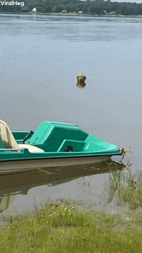 Water Loving Dog Refuses to Leave