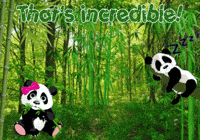 Panda Bears Expressions GIF