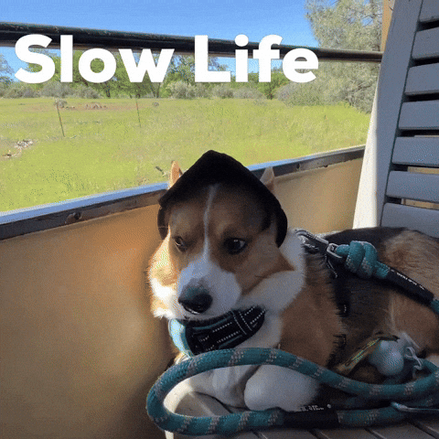 Dog Corgi GIF