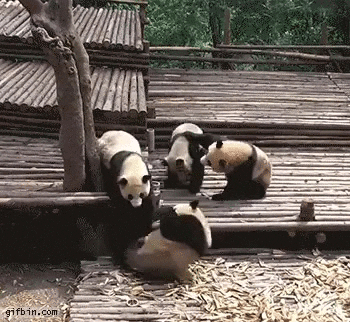 panda group GIF