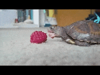bite takin GIF