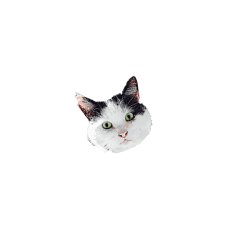 Cat Dog Sticker by BootayBag
