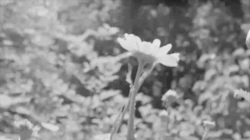 black and white flowers GIF
