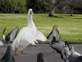 duck pigeon GIF