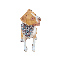 Pitbull Wlw Sticker by Geekster Pets