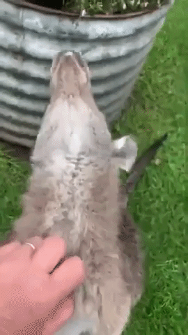 Kangaroo Can't Resist a Belly Rub
