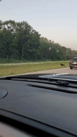 Black Bear Darts Across Wisconsin Freeway